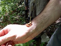 Sono una piccola rana  DSCN8439