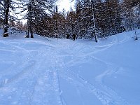 Nel bosco di larici  IMG 0020