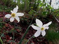 Stupendi narcisi  IMG 0824