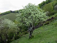 Foglie argentate  IMG 0841