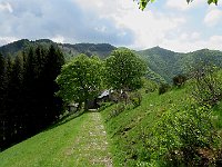 Verso la Colma di Schignano, siamo sulla sterrata che porta al Prabello  IMG 0889