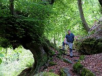 Si risale sul lato opposto, qui un faggio secolare  IMG 0907