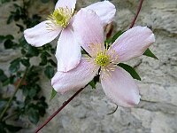 Fiori rampicanti all'esterno del lavatoio  IMG 1004