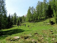 Qui il sentiero esce dal bosco, siamo ormai a Q1800  IMG 1080