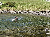 Si farà due nuotate  IMG 1331