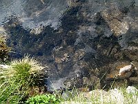 Ma non sono i soli a nuotare nelle acque del lago  IMG 1694