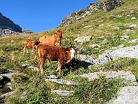 Simpatici vitellini  IMG 1528