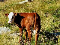 Questo sembra mascherato  IMG 1529