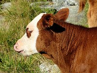 E ci fa la linguaccia!  IMG 1533