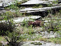 Un gruppetto di 4 parte per una breve esplorazione, subito un bell'incontro  IMG 3085