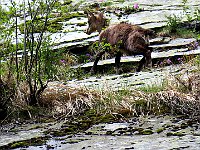 Un giovane camoscio  IMG 3086