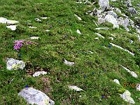 Grande fioritura di genziane  IMG 3254