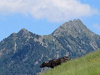 Paesaggio ... alpino  IMG 3272