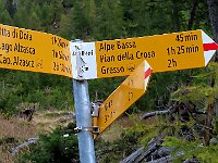 Ci sono circa 100mt di dislivello belli verticali in mezzo ai larici, per arrivare a questo bivio Q1681, prendiamo a destra  IMG 1008