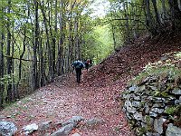 Un lungo e largo traverso in faggeta  IMG 3530