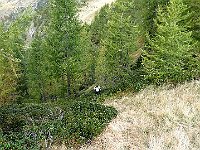 Che spesso si perdono tra rododendri e ginepro. Nel Wild arriviamo al costone SO del Pizzo, a Q1931  IMG 3549