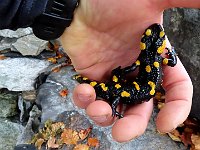 Salamandra  IMG 1042
