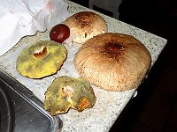E ci sono anche dei funghi raccolti lungo il sentiero  IMG 3629