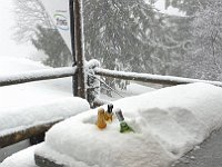 Il vino bianco in fresco  20191117 093357