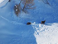 Camosci, sempre mappa e piccolo  IMG 1233