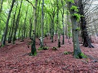 Bella ripida  3143250l