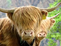 Scendendo verso il Roccolo San Bernardo  3143259l