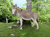 Un pò di animali  3143260l