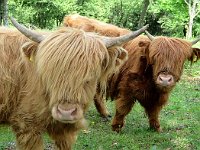 Sono mucche scozzesi  3143265l