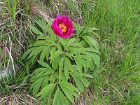 Peonie del Colmegnone, alla prossima!  3143296l