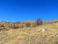 In discesa facciamo un giro più largo, seguiamo il sentiero per S.Pietro e Civate, per poi deviare verso Priel-Suello  IMG 5599