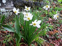 Grandi fioriture di narcisi  IMG 5781