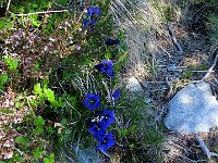 Bellissimo gruppo di genziane di Koch  IMG 2000