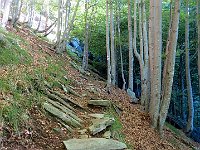 Si entra in una vasta faggeta  IMG 5930