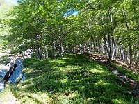 Si raggiunge un costone, che si percorre in cresta tra i faggi  IMG 5934