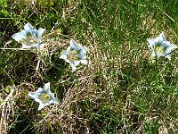 Queste sono la versione "albina" della genziana di Koch, molto più rara. Arrivederci alla prossima  IMG 5952
