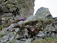Primula Hirsuta  IMG 7851