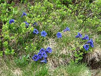 Oggi grande fioritura di genziane  IMG 7893