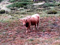 Una mucca scozzese  IMG 8936