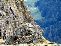 Dalla vetta vediamo volare dei grandi rapaci  IMG 8967