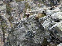 Per scoprire che si tratta di un  grifone  IMG 8969