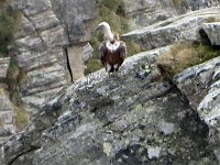 Da wikipedia: Il suo aspetto è quello tipico dell'avvoltoio: testa e collo non hanno un piumaggio sviluppato ma solo un corto piumino, per facilitare l'ingresso della testa nelle aperture delle carcasse; attorno alla base del collo c'è un collarino di piume che impedisce che il retrostante piumaggio si sporchi di cibo; le ali sono ampie, con remiganti primarie profondamente incise, tipiche del buon veleggiatore. Durante il volo il collo è tenuto ritratto, piegato a S e quasi sembra scomparire nel collarino. Può rimanere in volo per centinaia di chilometri senza sbattere le ali, può volare sino ai 6000 metri di quota solo sfruttando le correnti ascensionali.[3] La coda corta e quadrata lo rende immediatamente riconoscibile in volo da altri avvoltoi con simili contrasti cromatici, come l'avvoltoio barbuto. Il piumaggio definitivo viene raggiunto dopo una fase giovanile in cui l'uccello è più scuro. Dati metrici: apertura alare 2,4 - 2,8 m, lunghezza dalla punta del becco alle timoniere 95 – 105 cm, peso 7 – 12 kg  IMG 8971