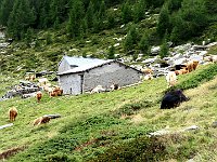 Alpe d'Ocola 1846mt  IMG 8992