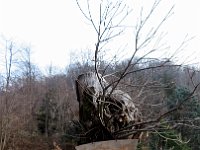 Lungo il sentiero  IMG 1300