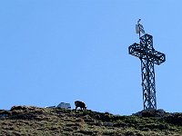 E bruca tranquillo  IMG 1927