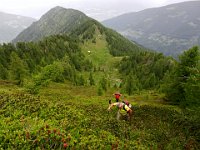 Non c'è sentiero, è molto ripido e invaso dai rododendri  DSCN0312