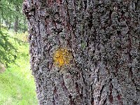 Le bollature sono di colore giallo  IMG 2505