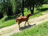 Cavalli in libertà  IMG 2629