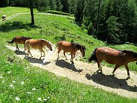 Cavalli in libertà al Pian di Sciuch  IMG 2631