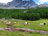 Animali al pascolo  IMG 3538