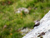 Picchio Muraiolo  IMG 3069